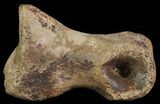 Struthiomimus Toe Bone - Montana #66450-1